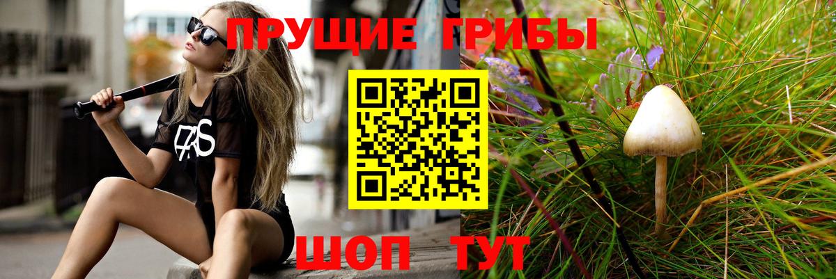 Галлюциногенные грибы Psilocybine cubensis  Бахчисарай  Псилоцибиновые грибы мухоморы 